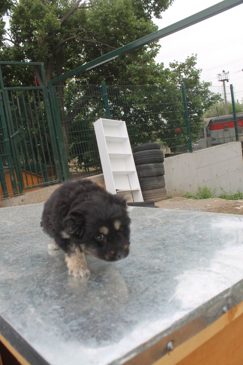 მეტისი უსახელო