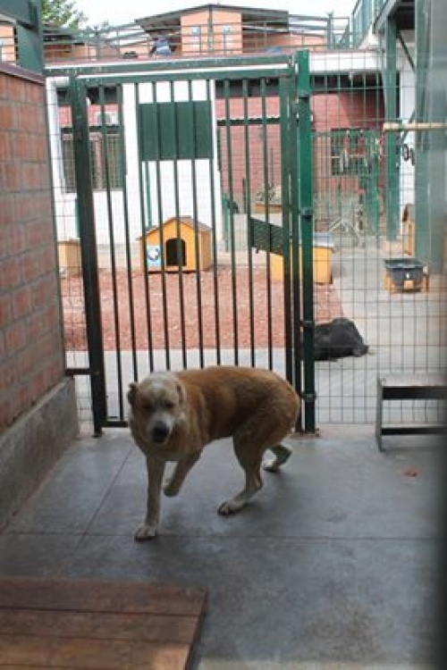 ქართული ნაგაზი უსახელო