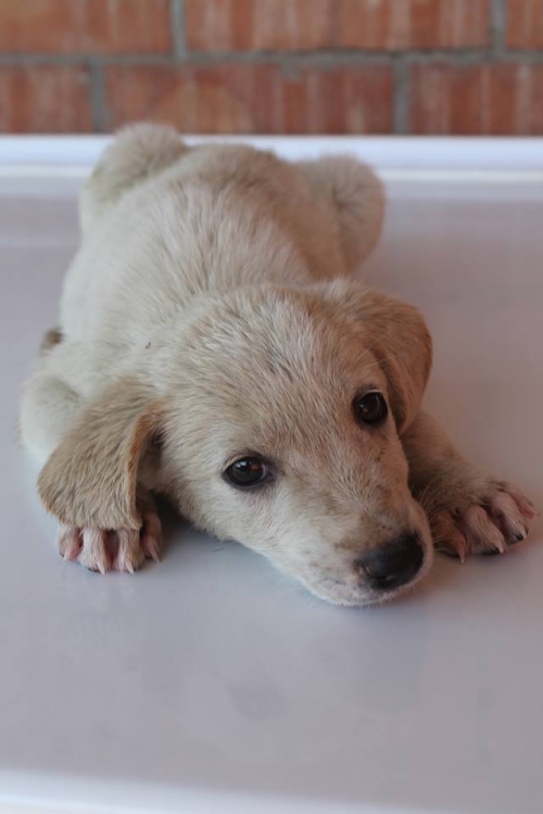 მეტისი უსახელო