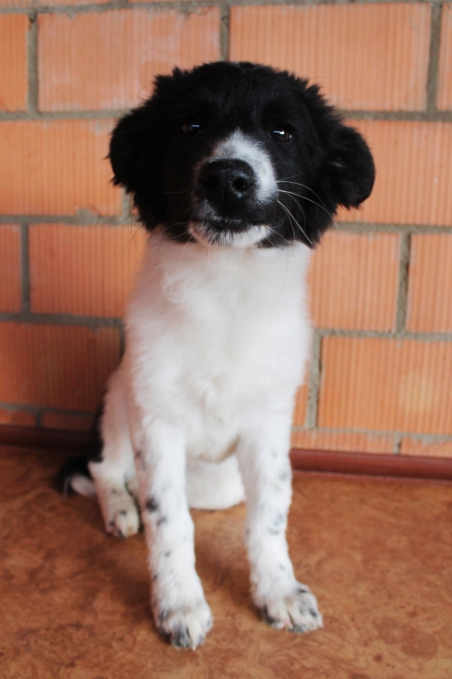 მეტისი ბიბი