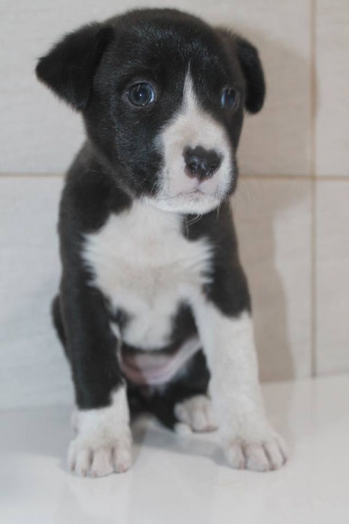 მეტისი უსახელო