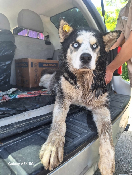 ლაიკა ჩაპა. ვარკეთილი მე 4 რიგი მე 2 კვარტალი
