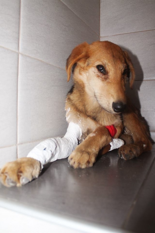 გონჩის მეტისი უსახელო