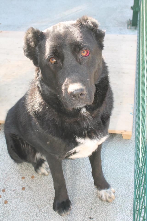 ქართული ნაგაზი ბოთვარა