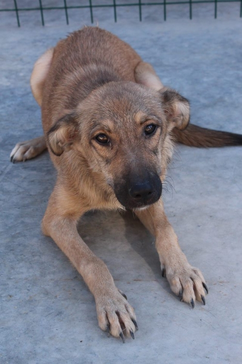 მეტისი შარიკა