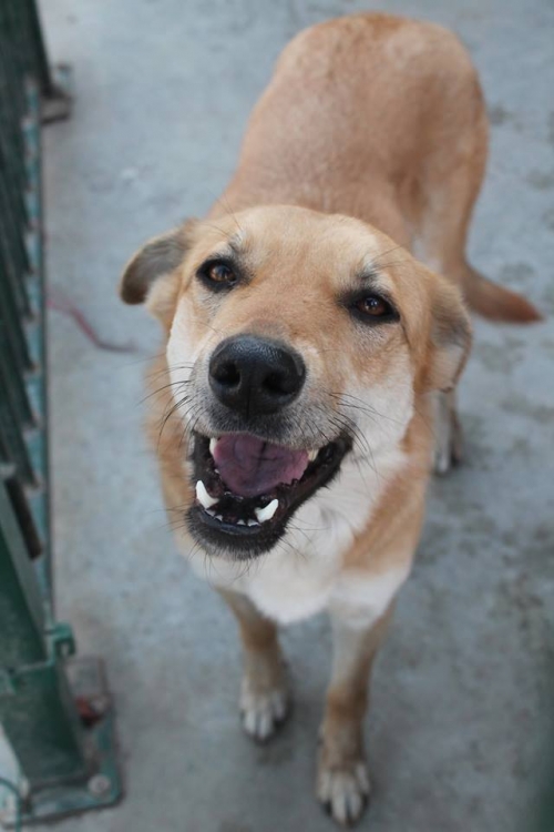 მეტისი უსახელო