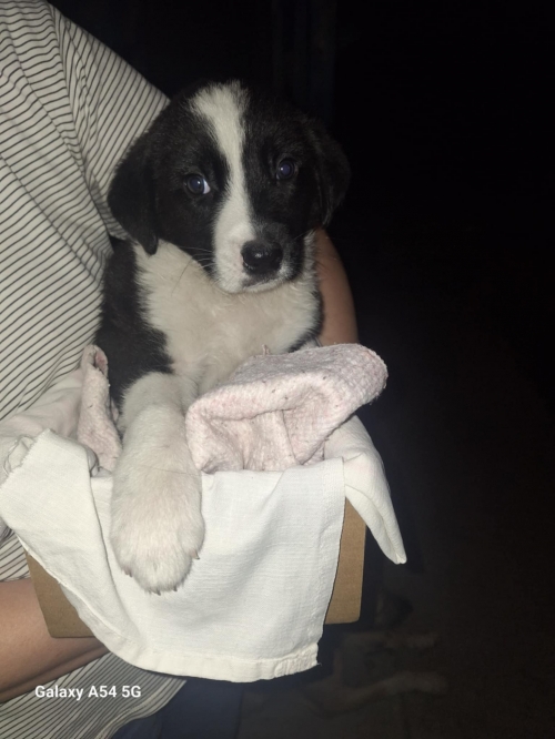 მეტისი წიწამური