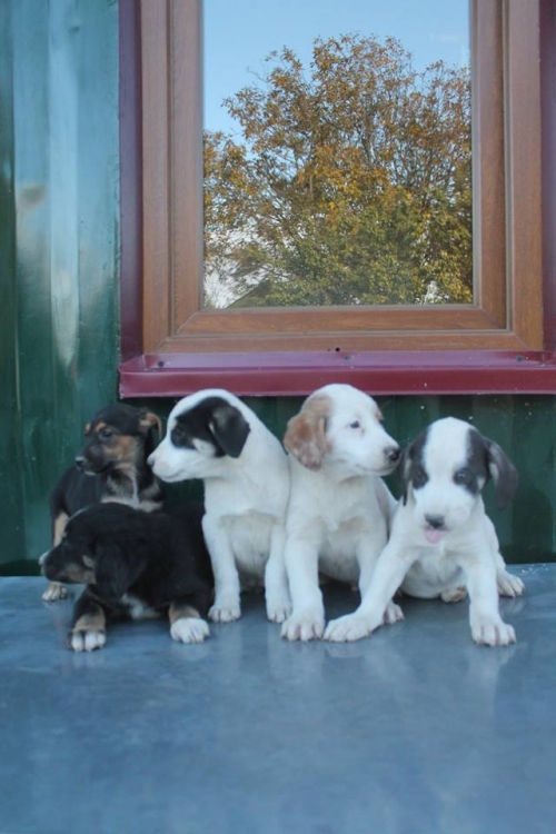 მეტისის ლეკვები უსახელო