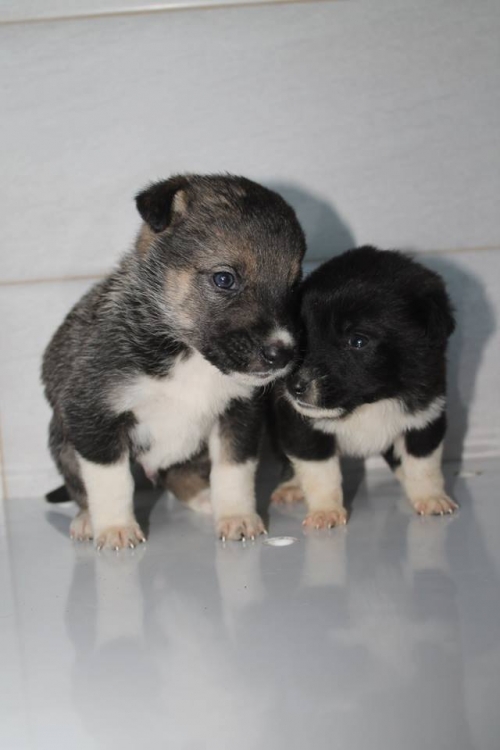 მეტისის ლეკვები უსახელო