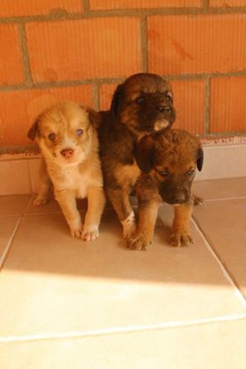 მეტისი უსახელო