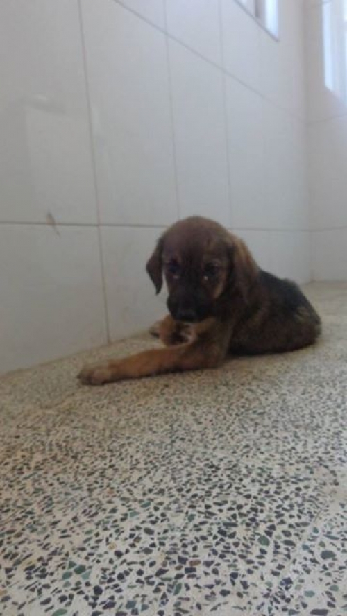 მეტისი უსახელო