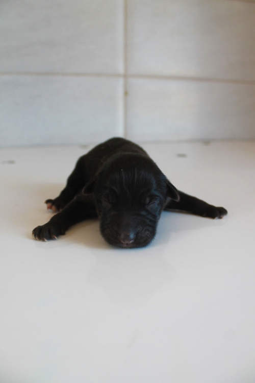 მეტისი უსახელო