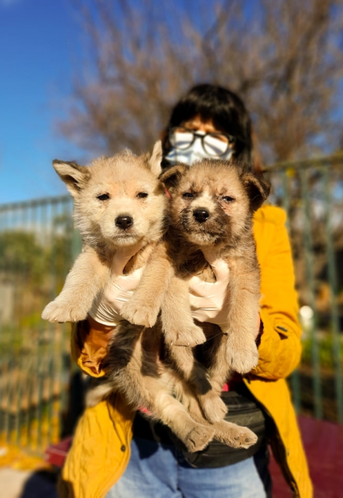 მეტისი ნაპოვნია მოსკოვის გამზირზე