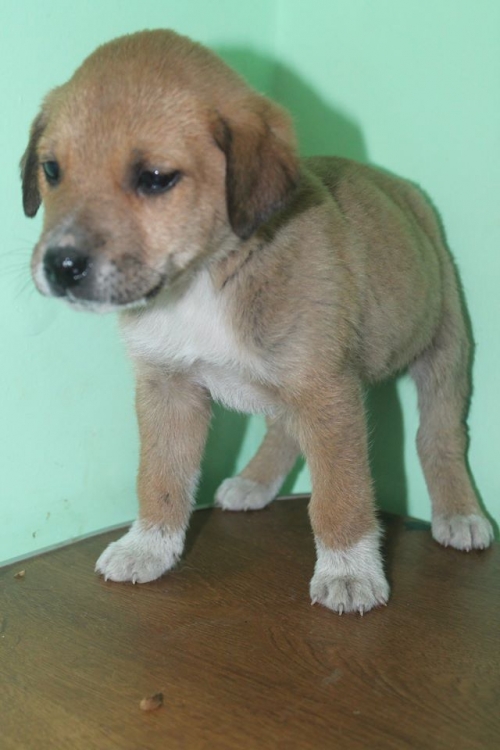 მეტისი უსახელო