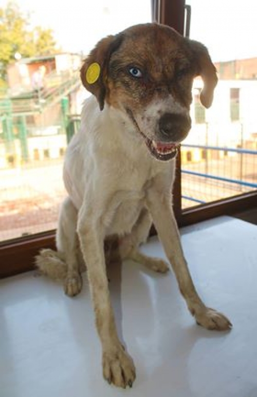 მეტისი უსახელო