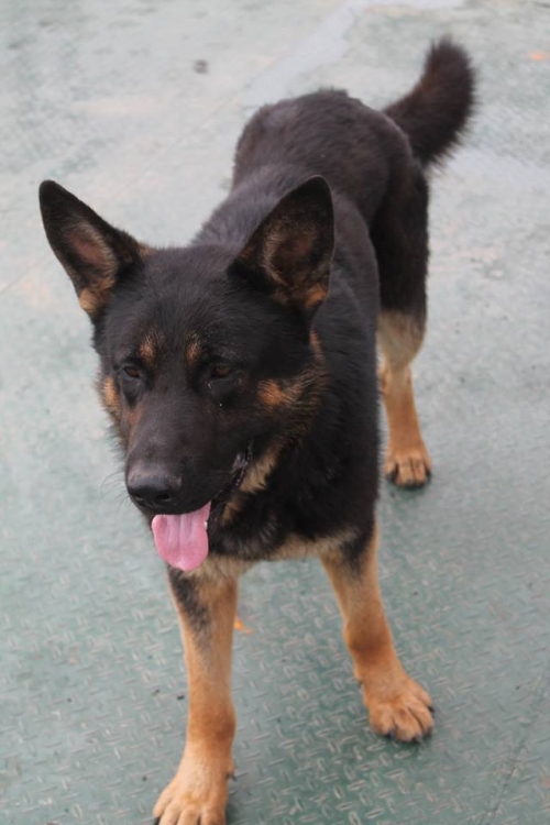 გერმანული ნაგაზი როკი