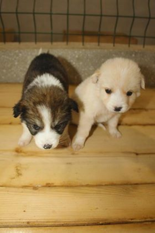 მეტისი უსახელო