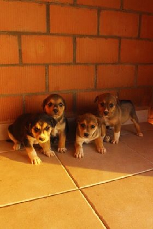 ქართული ქოფაკი უსახელო