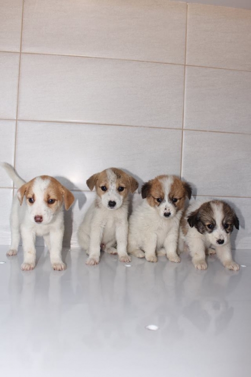 მეტისის ლეკვები უსახელო