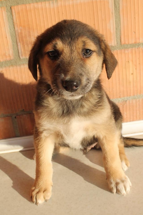 მეტისი უსახელო