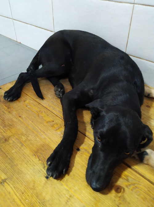 მეტისი თემქა