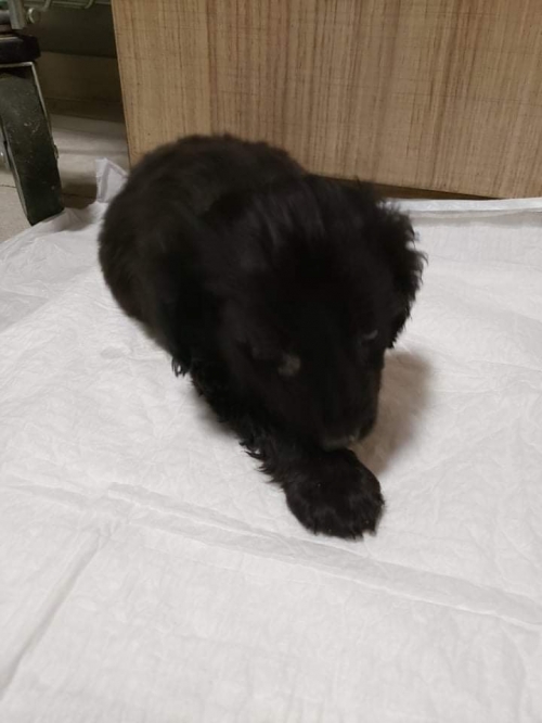 მეტისი ბერი გაბრიელ სალოსის ქუჩა