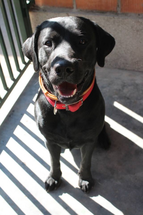 ლაბრადორი უსახელო