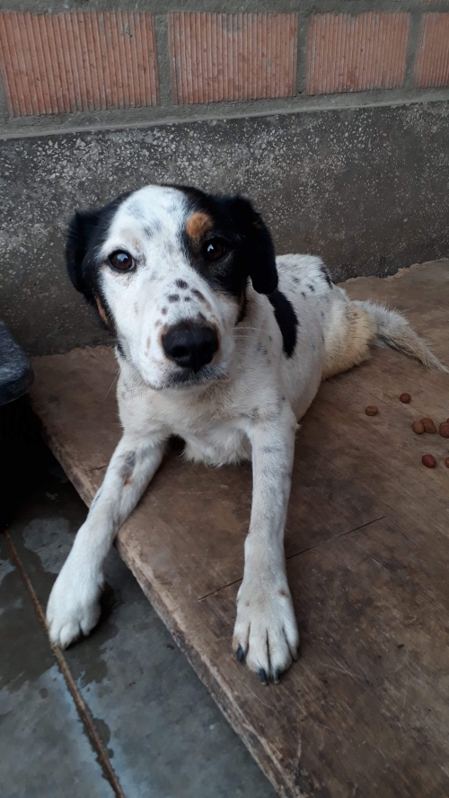 მეტისი ბელკა