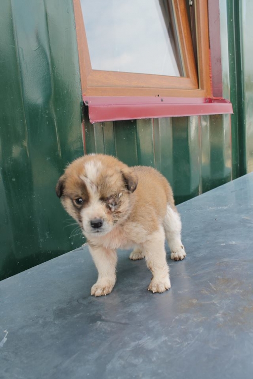 მეტისი უსახელო