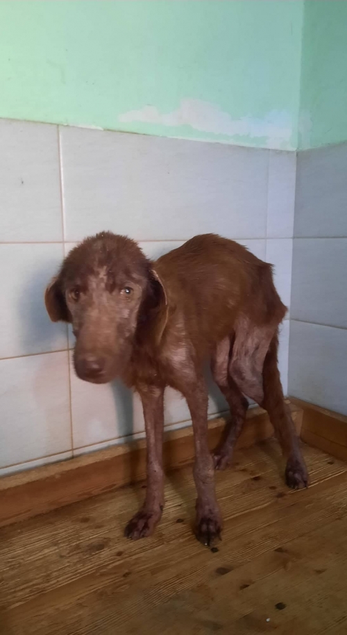 მეტისი საგარეჯო