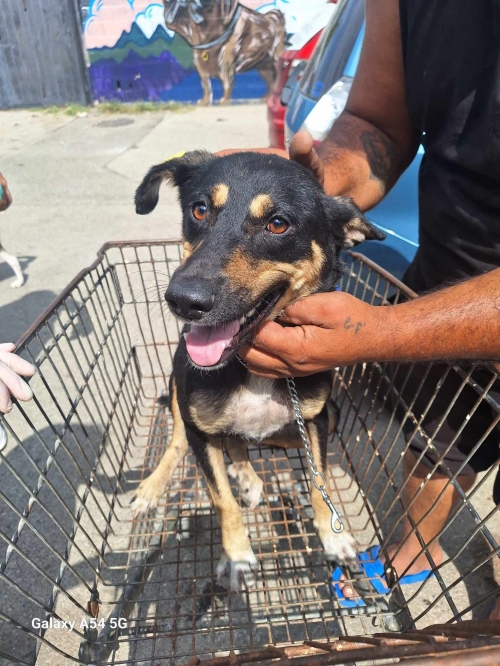 მეტისი თბილისი მოლი