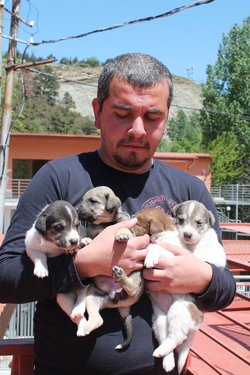 მეტისის ლეკვები უსახელო