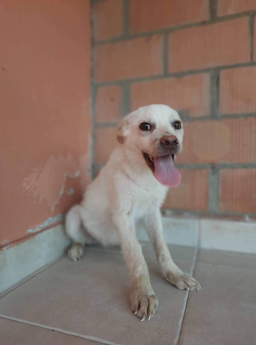 მეტისი დიდიდიღომო გუდვილ თან ნაპოვნი