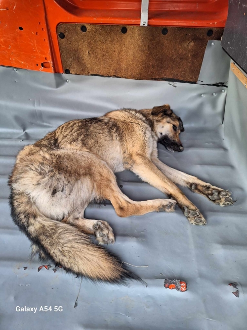 მეტისი გარდაბანი