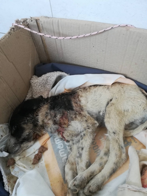 მეტისი უსახელო