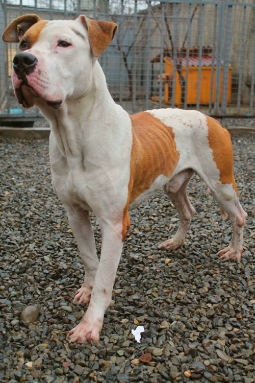 სტაფი სერბერი