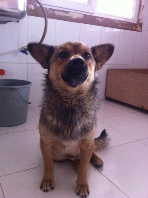 მეტისი მელია