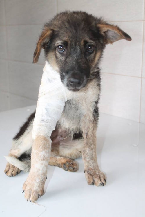 მეტისი უსახელო