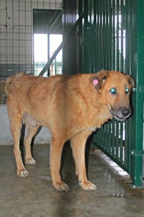 მეტისი უსახელო