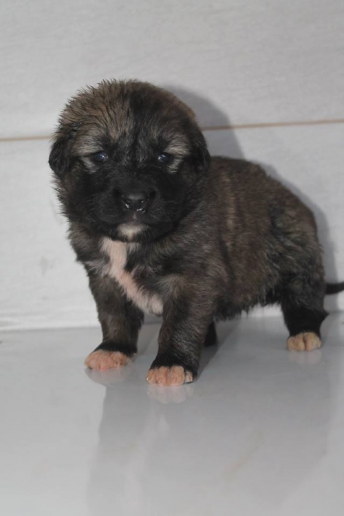 მეტისი უსახელო