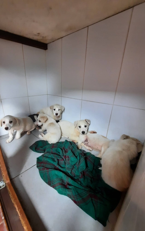 მეტისი მოიყვანა დათო ნებიერიძე