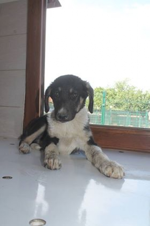 მეტისი უსახელო