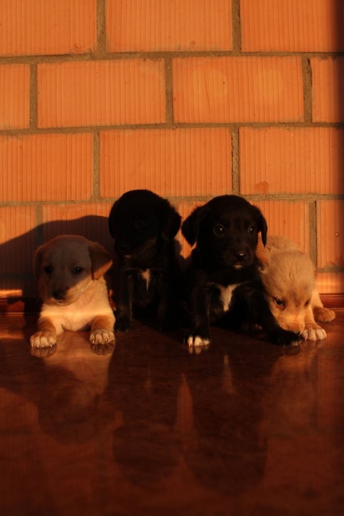 ლაბრადორის მეტისი უსახელო