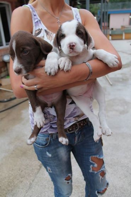 მეტისის ლეკვები უსახელოები