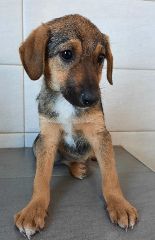 მეტისი მთაწმინდა არსენას ქუჩა