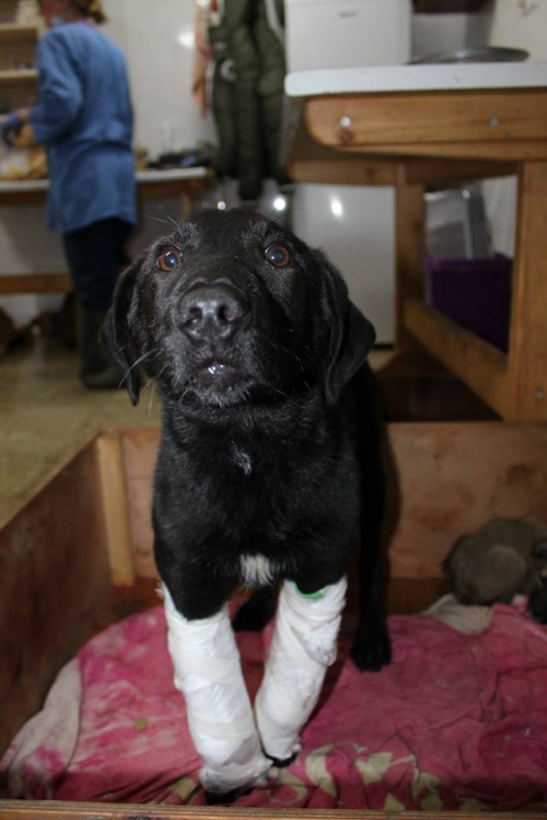 მეტისი უსახელო