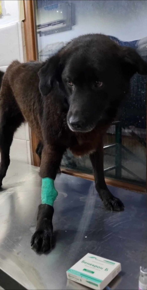 ქართული ქოფაკი გლდანი