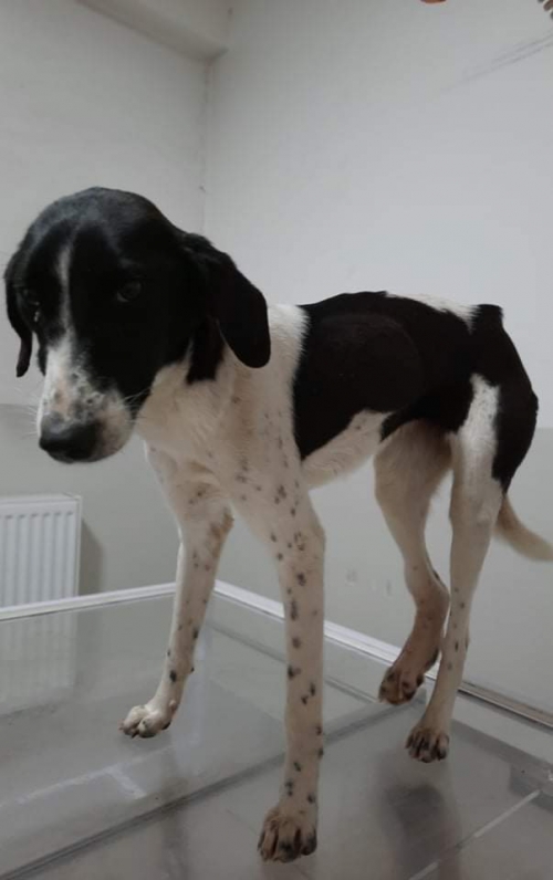 მეტისი უსახელო