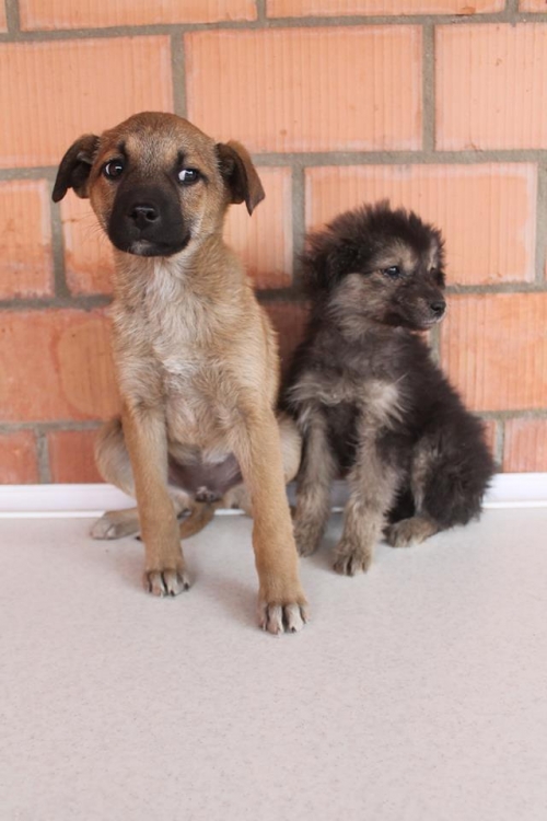 მეტისი უსახელო