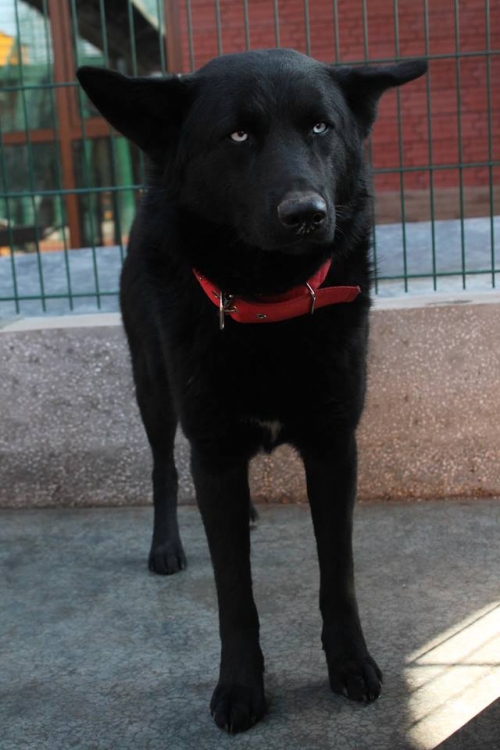 ლაიკა უსახელო